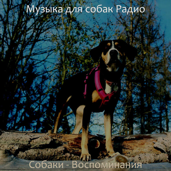 Музыка для собак Радио