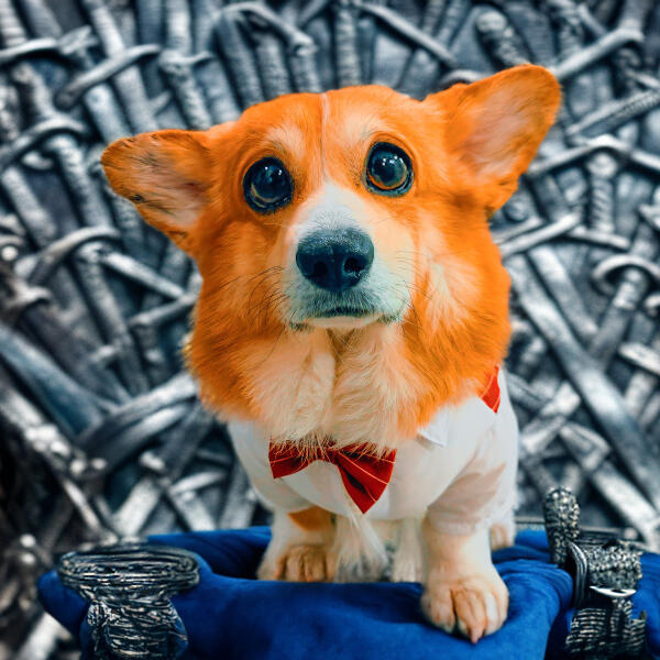 Корги Коржик