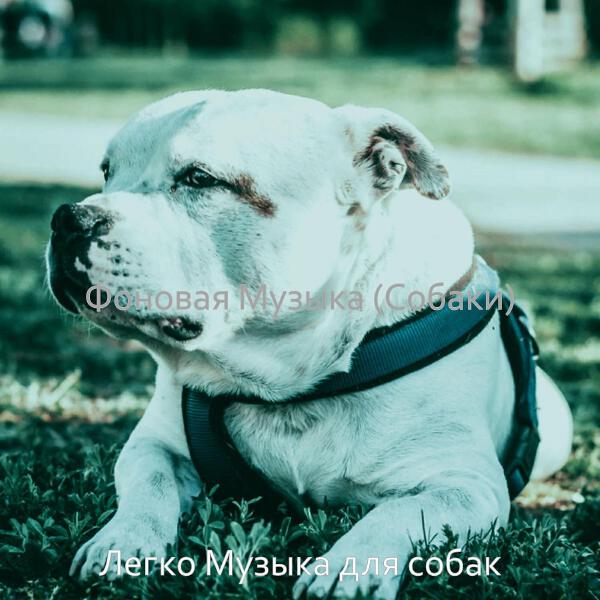 Легко Музыка для собак