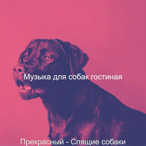 Музыка для собак гостиная