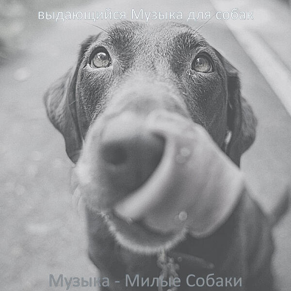 выдающийся Музыка для собак