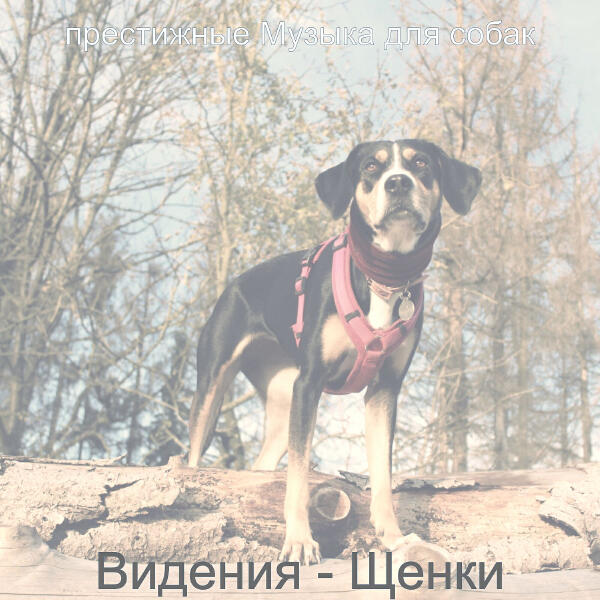престижные Музыка для собак