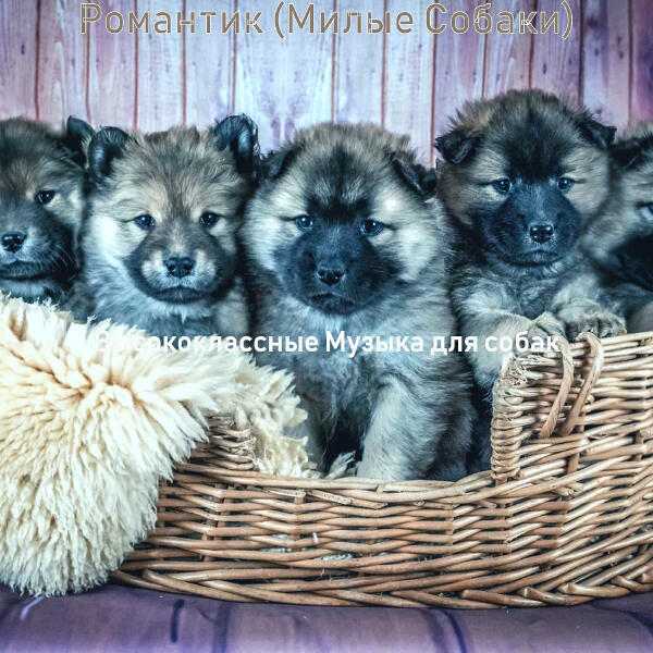 Высококлассные Музыка для собак
