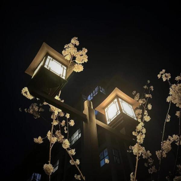 格雷西西西