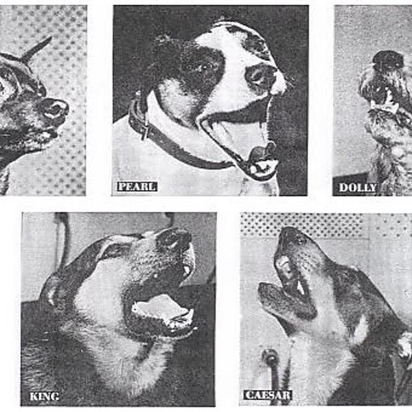 The Singing Dogs