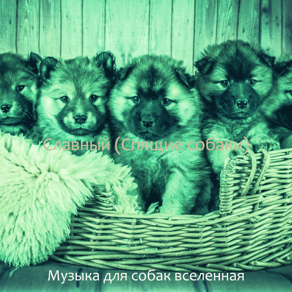 Музыка для собак вселенная