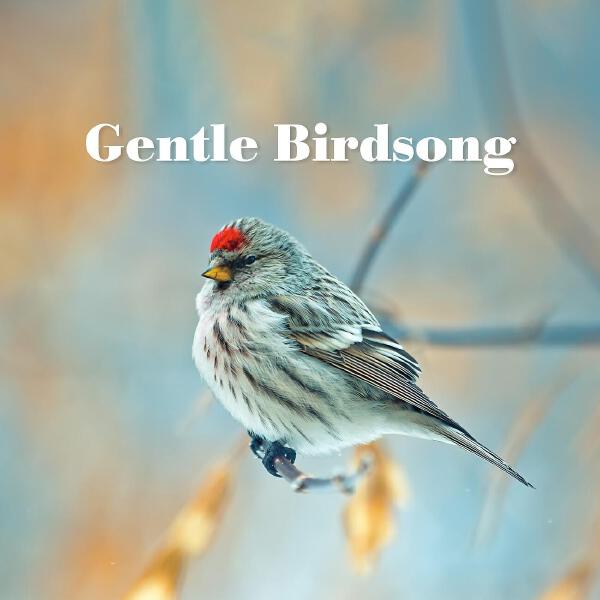 Relaxing Flute Music Zone