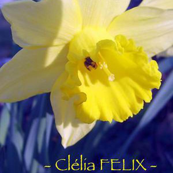 Clelia Felix