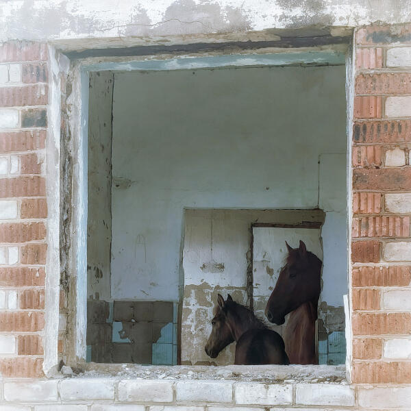 Медведи видят сны