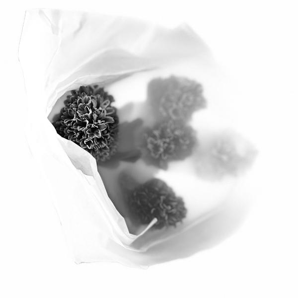 tillugrow